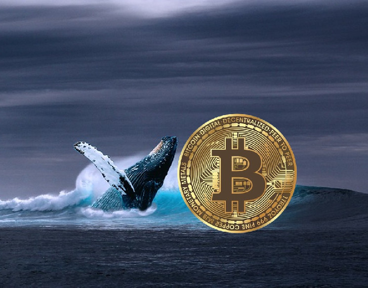 
			Активность китов может сигнализировать о смене тренда &mdash; что ждёт BTC?		